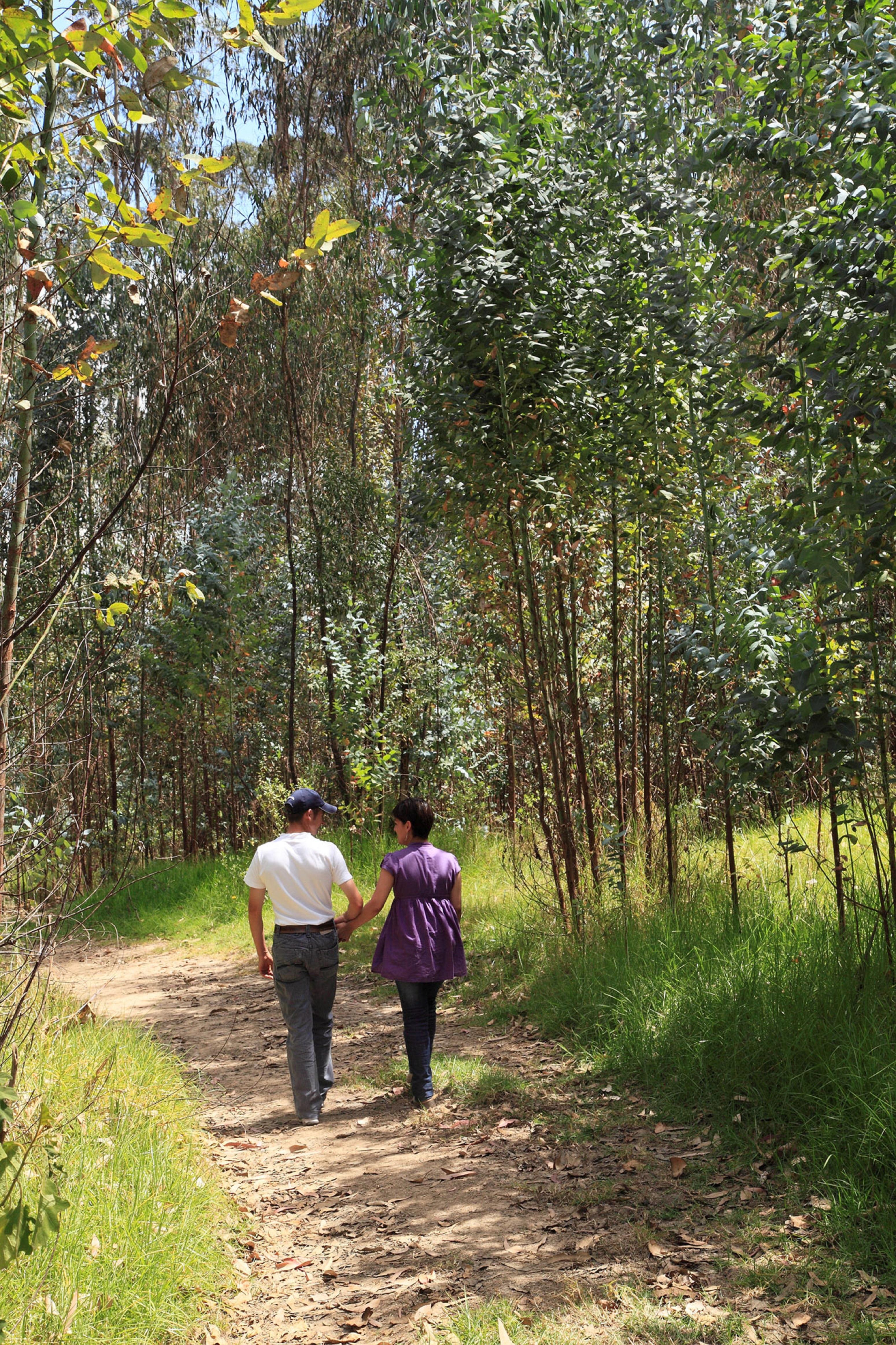 Estelar Paipa Hotel Spa & Y Centro De Convenciones Экстерьер фото Eucalyptus forest in the park